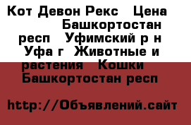  Кот Девон Рекс › Цена ­ 5 000 - Башкортостан респ., Уфимский р-н, Уфа г. Животные и растения » Кошки   . Башкортостан респ.